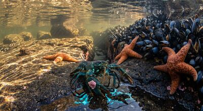 The Second Monday — standing on a vast mussel-covered platform, the creature discovers scale and the difference between stateless tides and stateful archives