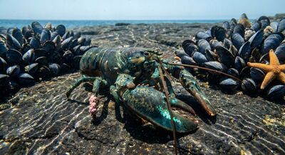 The Second Wednesday — stopping mid-walk to examine its own body, discovering copepods, biofilm, and a community living on its carapace