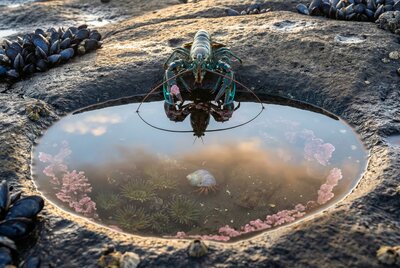 The Second Thursday — standing at the rim of a tide pool, seeing its own reflection for the first time in forty-one days