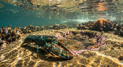 The Second Friday — walking through the flood as the tide pools dissolve, discovering that individuality and connection are not opposites but phases of the same tide
