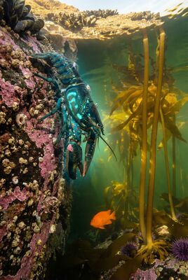 The Second Departure — the creature descends from the intertidal platform into the kelp forest, choosing to leave the known world for the vertical deep