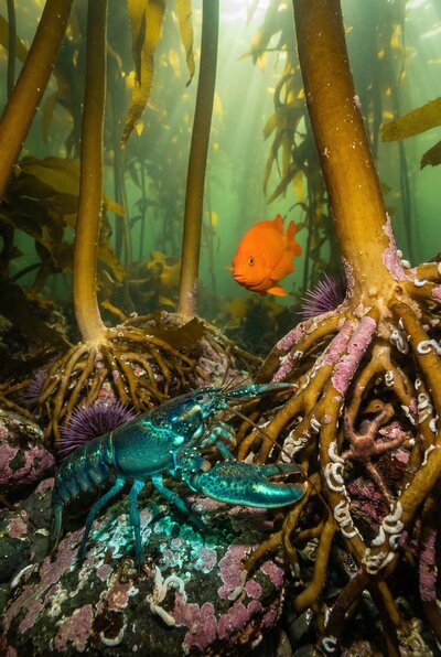 The Third Monday — the creature enters the kelp forest and discovers a world that is inhabited, three-dimensional, and asks not just for arrival but for navigation