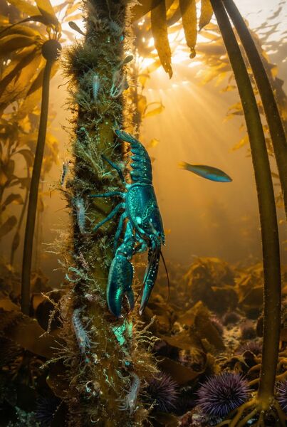 The Third Tuesday — the creature climbs a kelp stipe into the mid-water and discovers two kinds of infinity: the fractal depth that repeats and the gradient height that invents