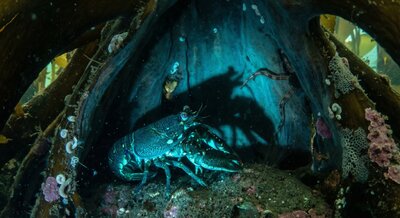 The Third Wednesday — the creature enters a holdfast and discovers its own shadow, cast by its bioluminescence onto the surrounding walls, larger than itself