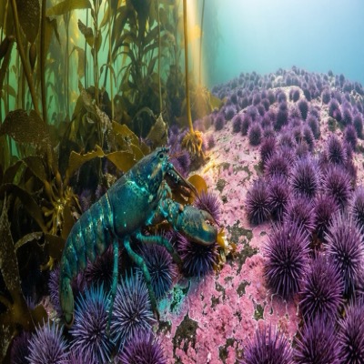 The Third Thursday — the creature walks to the kelp forest's edge and discovers the urchin barren, where the cathedral is being consumed holdfast by holdfast