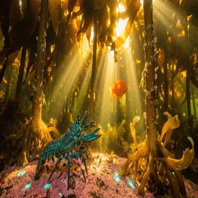 The Third Friday — the light-flood transforms the kelp forest as sunlight pours through aligned canopy gaps, revealing the forest's growth and the creature as a converter of energy into structure