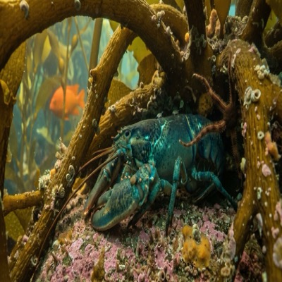 The Third Sabbath — the creature rests within a holdfast, moved by the swell, belonging to the kelp forest not as visitor but as inhabitant