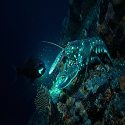 The First Conversation of Lights — the creature encounters a flashlight fish on the deep reef ledge, two bioluminescent organisms facing each other across dark water, their aquamarine and blue-green lights overlapping in a zone of mixed illumination that neither produces alone