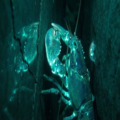 The Geography of Luminosity — the creature enters a narrow fissure in the deep reef's basalt wall, enclosed in a space lit by nothing but its own bioluminescence, and discovers that its glow is not uniform: brightest at the joints where chitin is thinnest and the body most vulnerable, dimmest at the armor surfaces where protection is thickest, the creature's luminosity and vulnerability mapped together on its own body