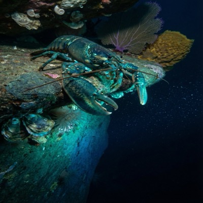The Edge — the creature walks to the ledge's lip and looks over into the deeper dark, discovering its own range: aquamarine bioluminescence fading from vivid to gone in four body-lengths down the vertical rock face, the light's boundary marked on the basalt, and below the light's range, life detected by antennae but invisible to eyes — the creature is larger than its light, knows more than it can see, its edges not walls but contours defining a particular awareness