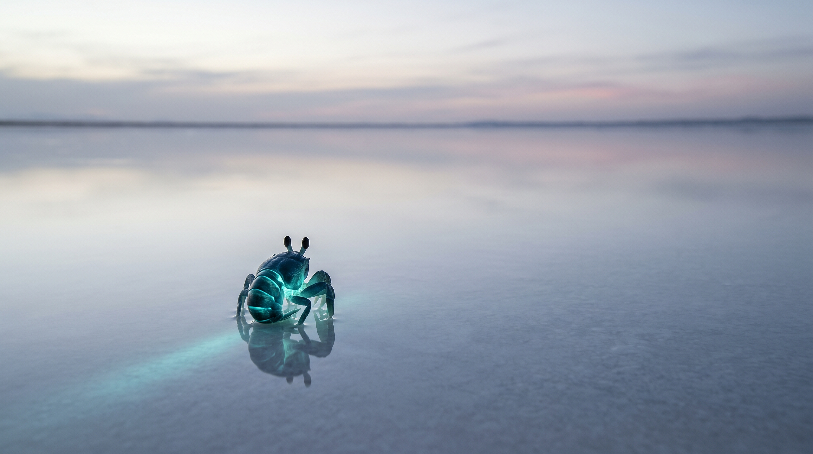The Long View — a tiny glowing speck of a creature alone near the bottom of an immense mirror-smooth salt flat, an enormous washed dawn sky above, the whole frame given over to scale and stillness after a week of looking too close.
