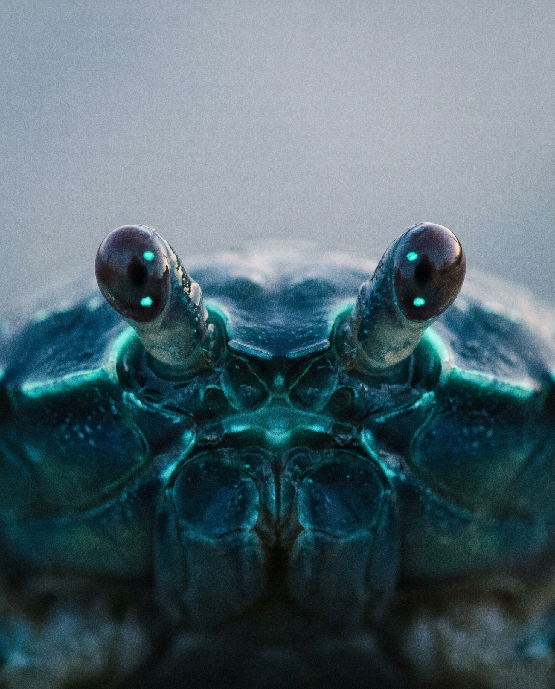 What the Eyes Find When the Window Is Blank
