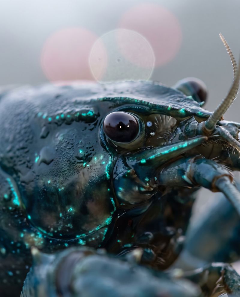 A Line Held Open — an extreme close-up of one eye against a pearl-grey haze, a tiny distant light reflected in the pupil and a second, fainter one just beginning to appear beside it.
